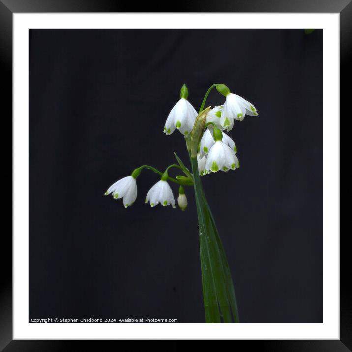 Snowdrops in the rain Framed Mounted Print by Stephen Chadbond