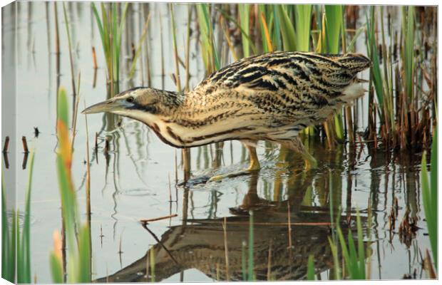 Bittern wading through water Canvas Print by Michael Hopes