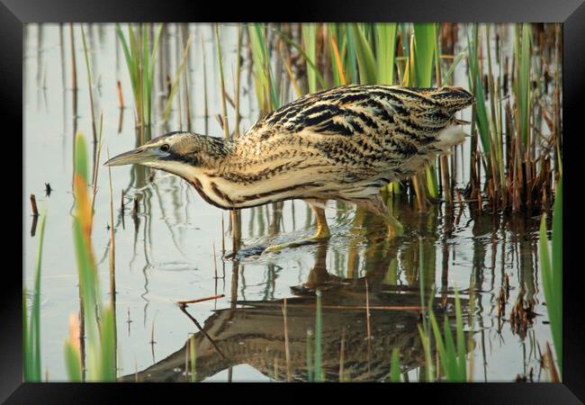 Bittern wading through water Framed Print by Michael Hopes