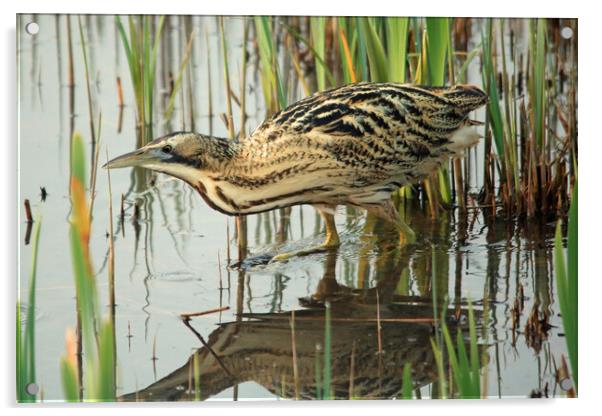Bittern wading through water Acrylic by Michael Hopes
