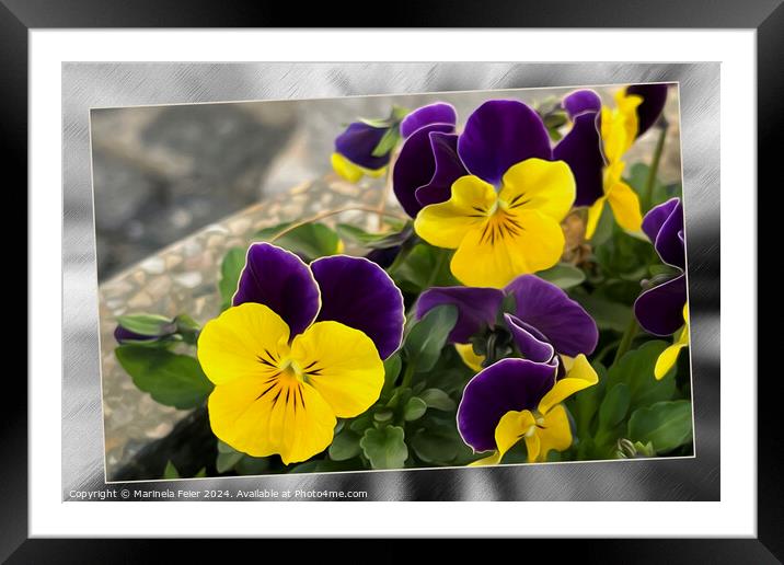 Violet yellow pansies Framed Mounted Print by Marinela Feier