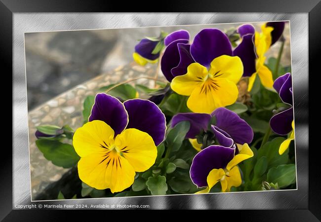 Violet yellow pansies Framed Print by Marinela Feier