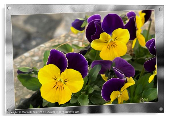 Violet yellow pansies Acrylic by Marinela Feier