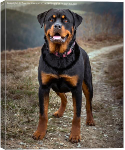 The Rottweiler Canvas Print by Tom McPherson