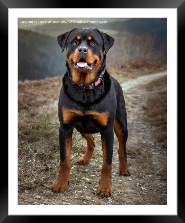 The Rottweiler Framed Mounted Print by Tom McPherson