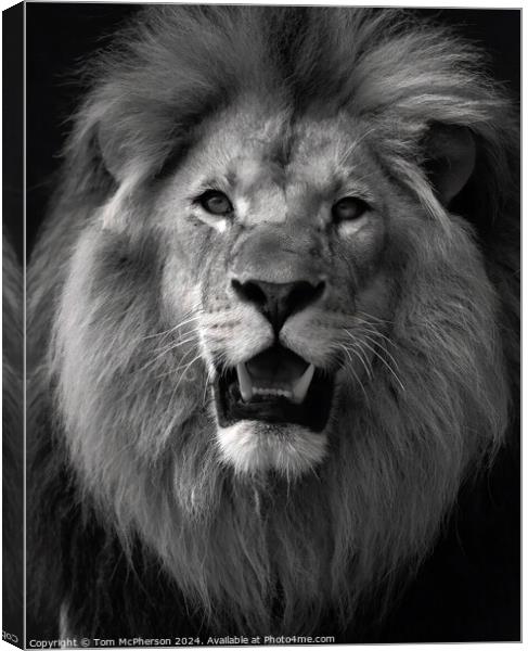 Lion (a black and white portrait) Canvas Print by Tom McPherson