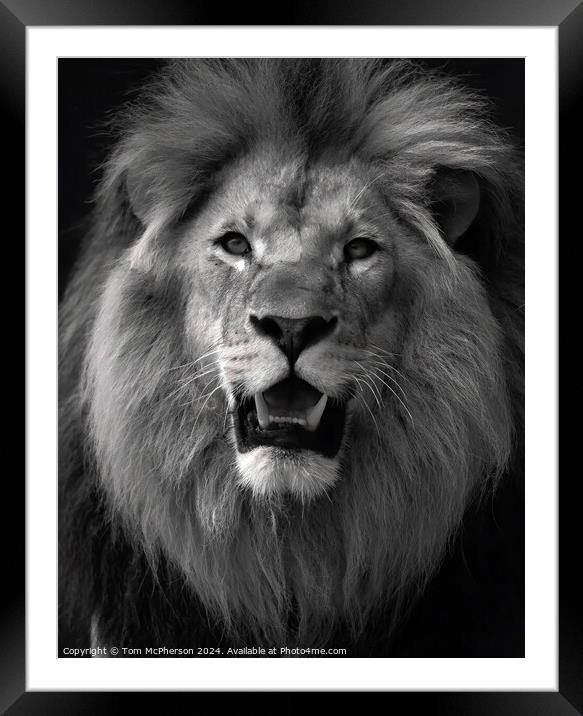 Lion (a black and white portrait) Framed Mounted Print by Tom McPherson