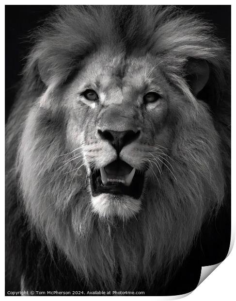 Lion (a black and white portrait) Print by Tom McPherson