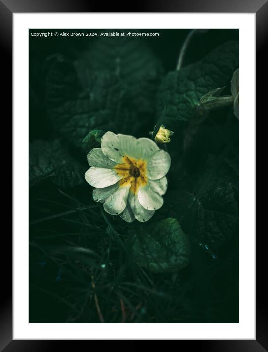 Pansy in the Grass Framed Mounted Print by Alex Brown