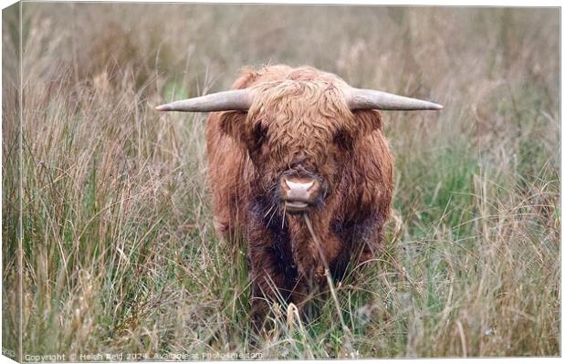 A brown highland cow standing on top of a dry grass field Canvas Print by Helen Reid