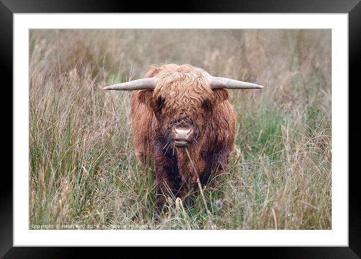 A brown highland cow standing on top of a dry grass field Framed Mounted Print by Helen Reid