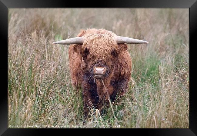 A brown highland cow standing on top of a dry grass field Framed Print by Helen Reid
