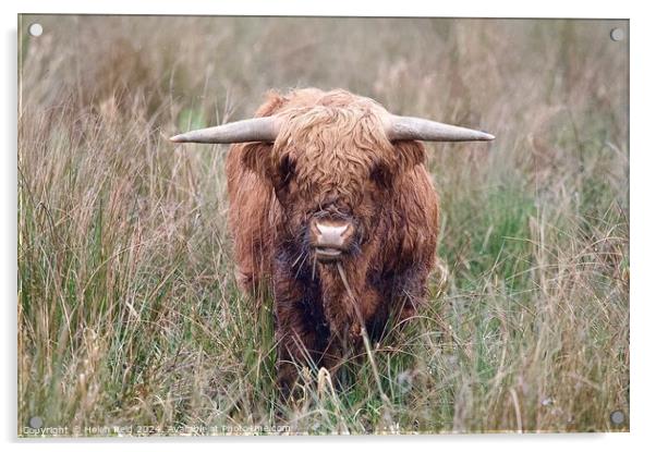 A brown highland cow standing on top of a dry grass field Acrylic by Helen Reid