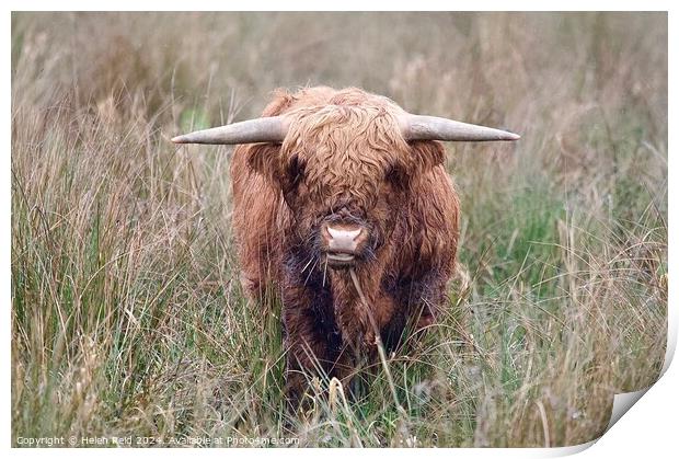 A brown highland cow standing on top of a dry grass field Print by Helen Reid