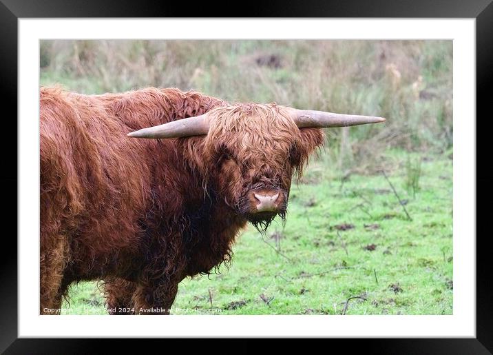 A brown highland cow standing on top of a grass covered field Framed Mounted Print by Helen Reid