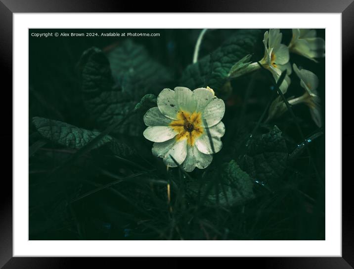 White Pansy  Framed Mounted Print by Alex Brown