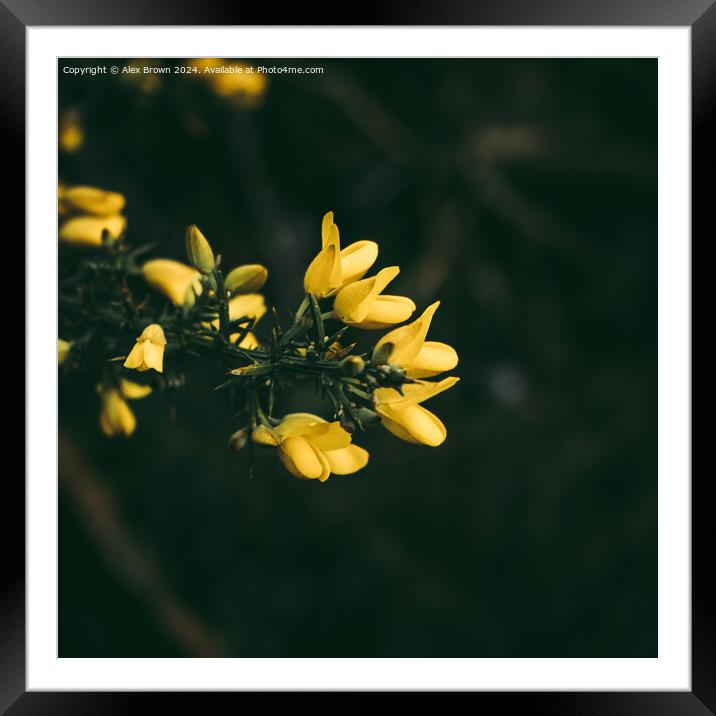 Yellow gorse flowers  Framed Mounted Print by Alex Brown
