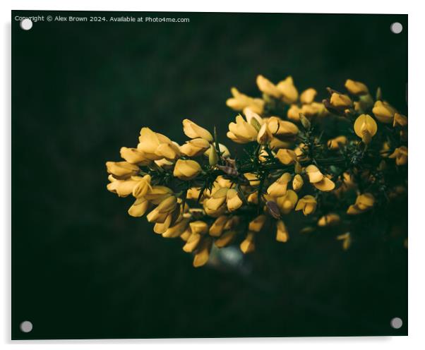 Yellow Gorse Bush flowers Acrylic by Alex Brown