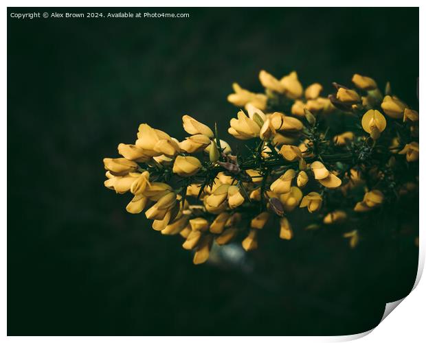 Yellow Gorse Bush flowers Print by Alex Brown