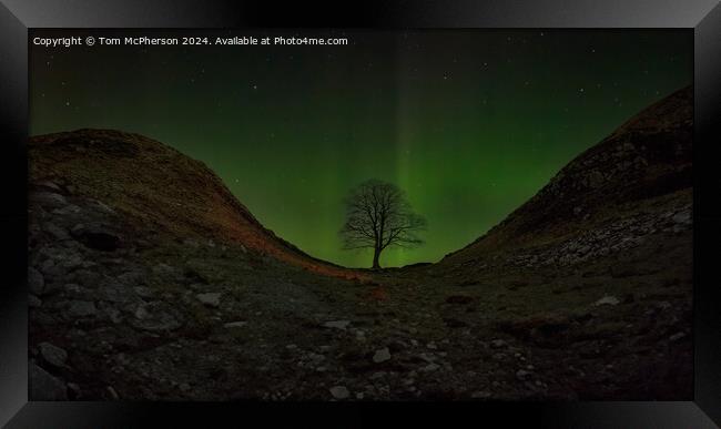 Aurora at the Sycamore Gap tree  Framed Print by Tom McPherson