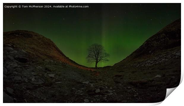Aurora at the Sycamore Gap tree  Print by Tom McPherson