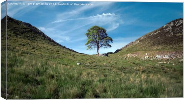 The Sycamore Gap tree  Canvas Print by Tom McPherson