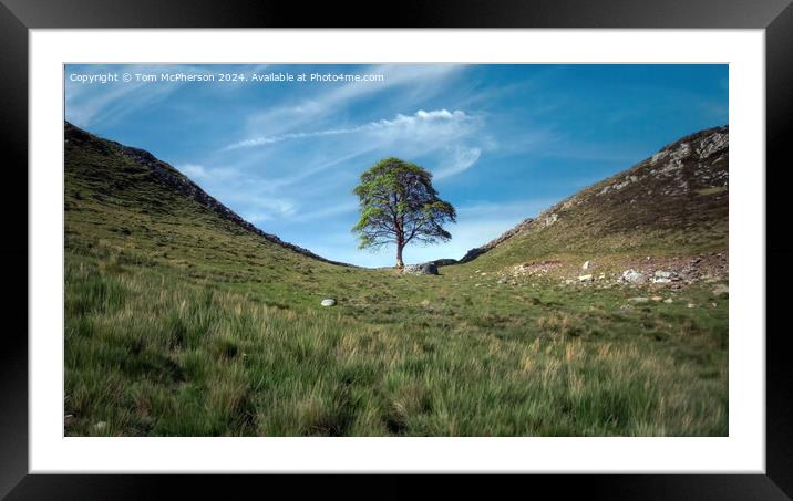 The Sycamore Gap tree  Framed Mounted Print by Tom McPherson