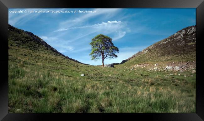 The Sycamore Gap tree  Framed Print by Tom McPherson