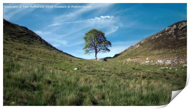 The Sycamore Gap tree  Print by Tom McPherson