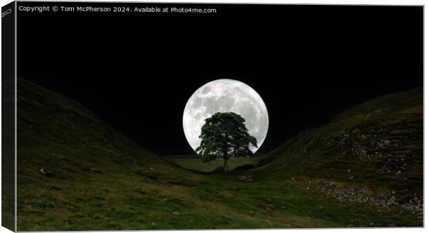 The moon and the Sycamore Gap tree  Canvas Print by Tom McPherson