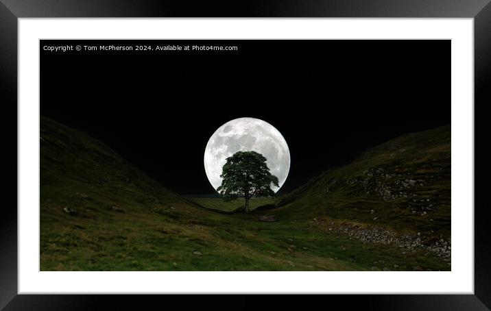 The moon and the Sycamore Gap tree  Framed Mounted Print by Tom McPherson