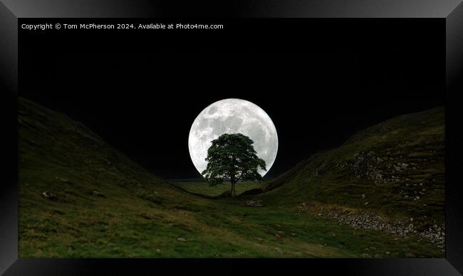The moon and the Sycamore Gap tree  Framed Print by Tom McPherson