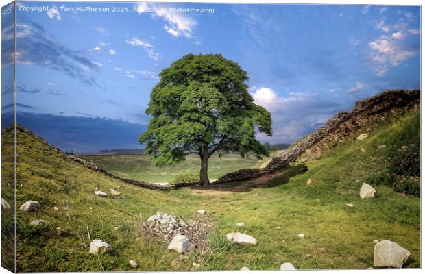 The Sycamore Gap tree  Canvas Print by Tom McPherson