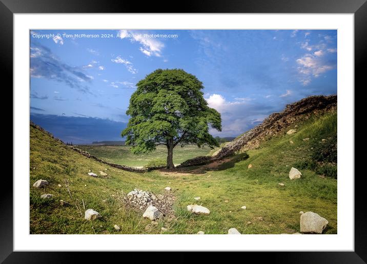 The Sycamore Gap tree  Framed Mounted Print by Tom McPherson