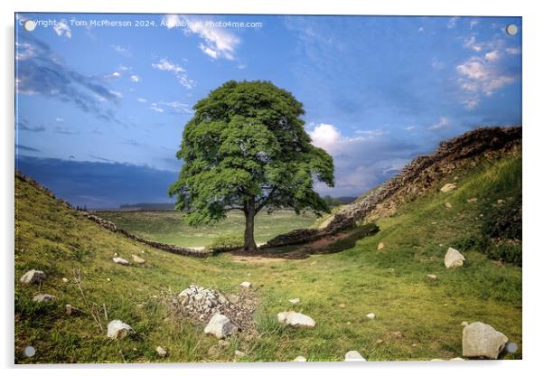The Sycamore Gap tree  Acrylic by Tom McPherson