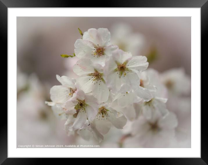 Plant flower Framed Mounted Print by Simon Johnson