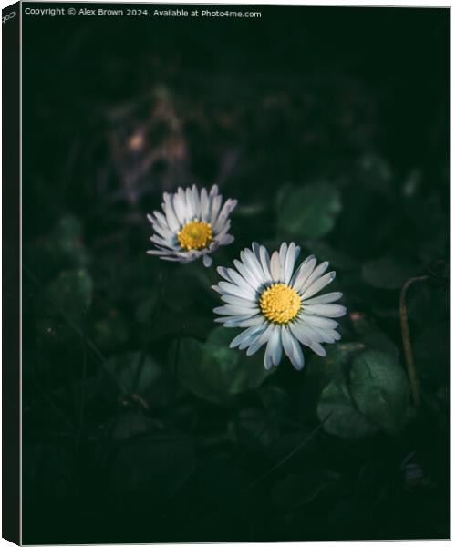 Daisy Duo Canvas Print by Alex Brown
