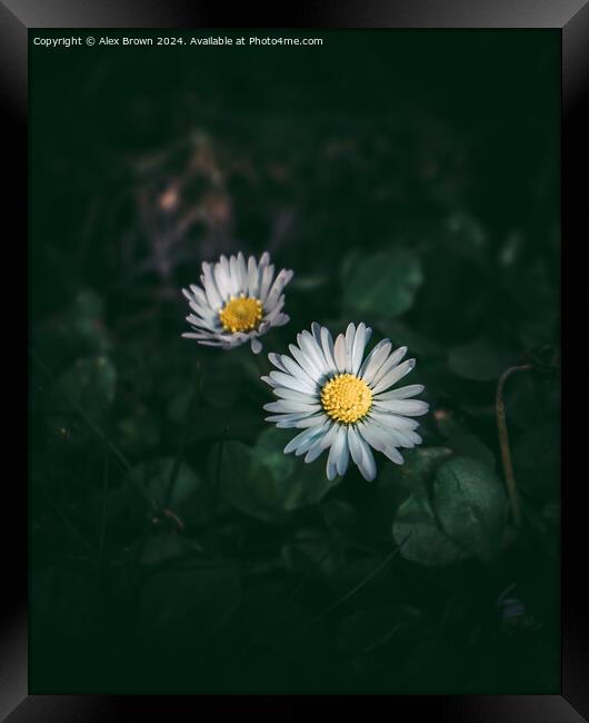 Daisy Duo Framed Print by Alex Brown