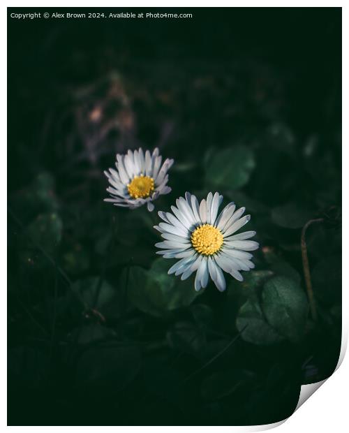 Daisy Duo Print by Alex Brown
