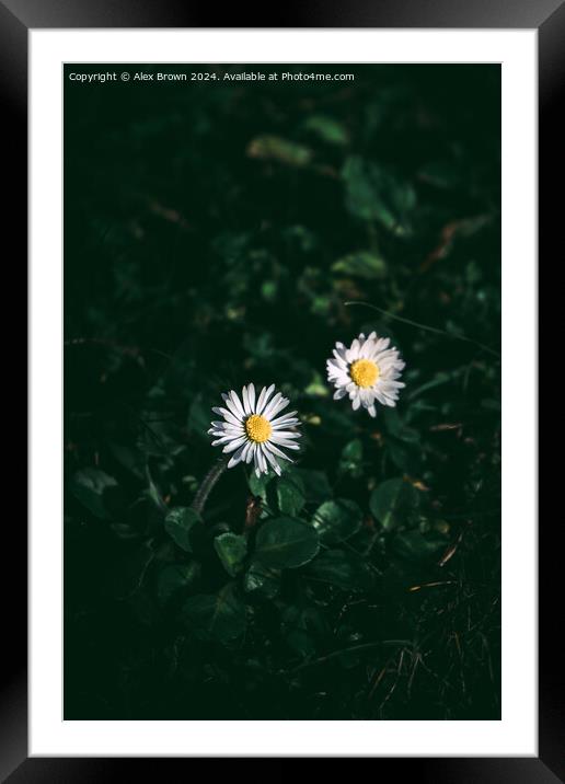 Daisy Daisies Framed Mounted Print by Alex Brown
