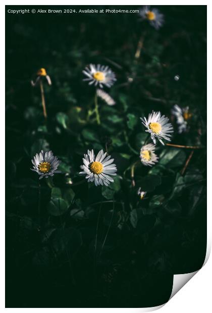 Group of White Daisies Print by Alex Brown