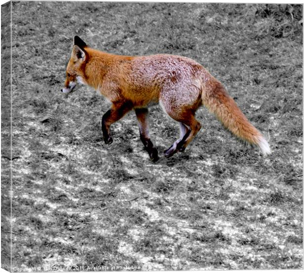 Fox on Frost Canvas Print by Tim O'Brien