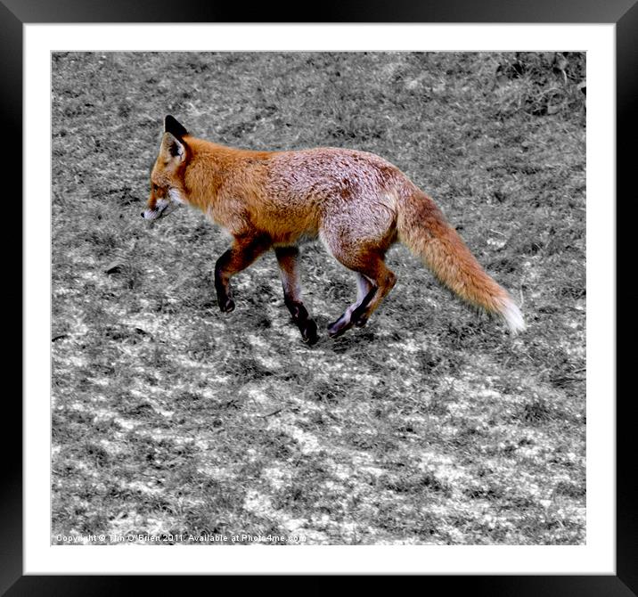 Fox on Frost Framed Mounted Print by Tim O'Brien
