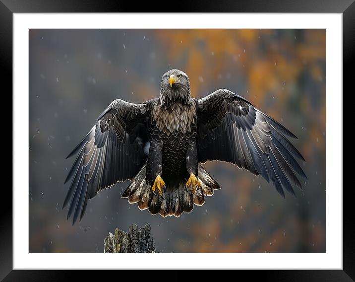 Scottish Sea Eagle Framed Mounted Print by Steve Smith