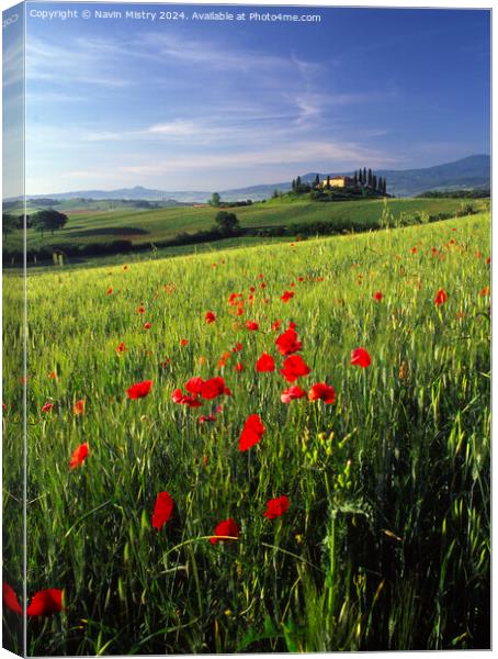 A Tuscan Farm House and Poppies, Val D'Orcia,  Canvas Print by Navin Mistry