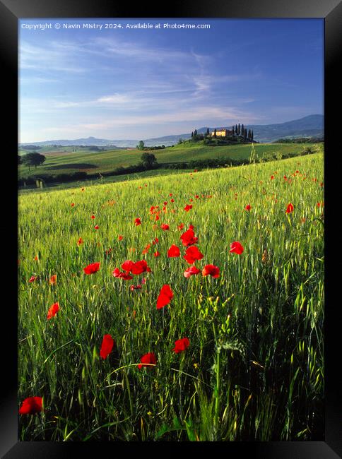 A Tuscan Farm House and Poppies, Val D'Orcia,  Framed Print by Navin Mistry