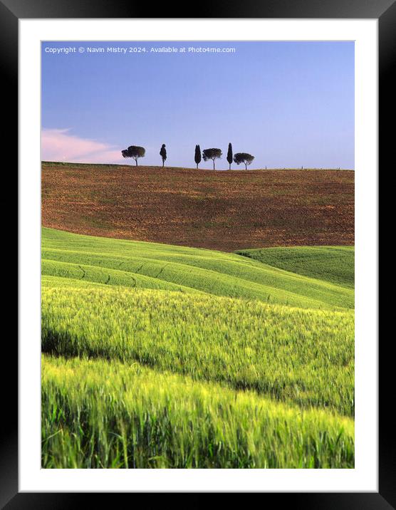 An islotated clump of trees, Val D'Orcia, Italy Framed Mounted Print by Navin Mistry