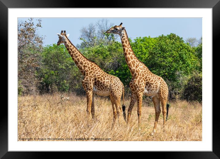 A pair of male Thornicroft's giraffes, Zambia Framed Mounted Print by Angus McComiskey
