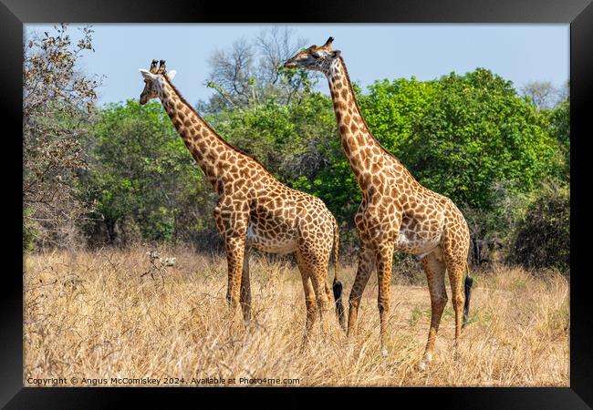 A pair of male Thornicroft's giraffes, Zambia Framed Print by Angus McComiskey