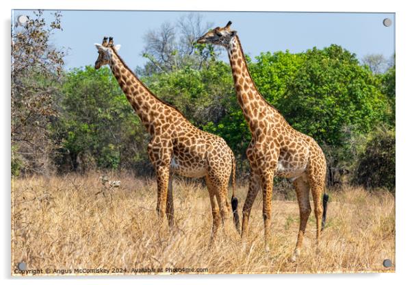 A pair of male Thornicroft's giraffes, Zambia Acrylic by Angus McComiskey